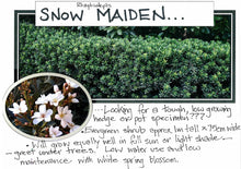 Load image into Gallery viewer, Rhaphiolepis Snow Maiden