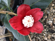 Load image into Gallery viewer, Camellia japonica Tinsie