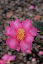Load image into Gallery viewer, Camellia sasanqua Hiryu