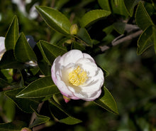Load image into Gallery viewer, Camellia sasanqua Asakura