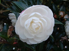 Load image into Gallery viewer, Camellia sasanqua Early Pearly
