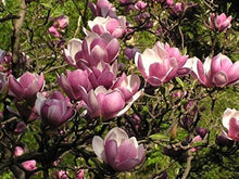 Load image into Gallery viewer, Magnolia soulangeana Saucer Magnolia