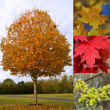 Load image into Gallery viewer, Acer saccharum Sugar Maple