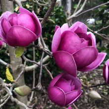 Load image into Gallery viewer, Magnolia soulangeana Black Tulip