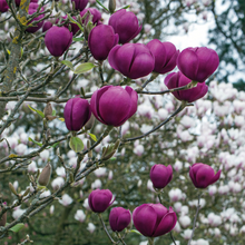 Load image into Gallery viewer, Magnolia soulangeana Black Tulip