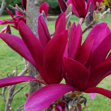 Load image into Gallery viewer, Magnolia Burgundy Star