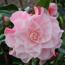 Load image into Gallery viewer, Camellia x williamsii hybrid Buttons and Bows