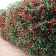 Load image into Gallery viewer, Callistemon viminalis Slim