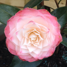Load image into Gallery viewer, Camellia japonica Nuccio's Pearl