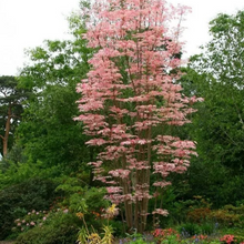 Load image into Gallery viewer, Cedrela (Toona) sinensis - Chinese Cedar