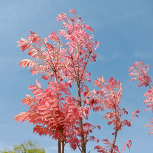 Load image into Gallery viewer, Cedrela (Toona) sinensis - Chinese Cedar
