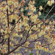 Load image into Gallery viewer, Wintersweet Chimonanthus praecox