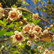 Load image into Gallery viewer, Wintersweet Chimonanthus praecox