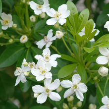 Load image into Gallery viewer, Choisya Ternata