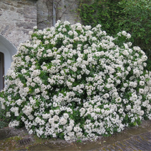 Load image into Gallery viewer, Choisya Ternata