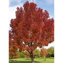 Load image into Gallery viewer, Fraxinus raywoodii Claret Ash