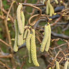 Load image into Gallery viewer, Contorted/Corkscrew Hazelnut (Corylus avellana ‘Contorta’)