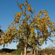 Load image into Gallery viewer, Malus Golden Hornet Crab Apple