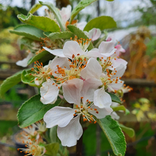 Load image into Gallery viewer, Malus Golden Hornet Crab Apple