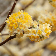 Load image into Gallery viewer, Edgeworthia papyrifera Yellow Daphne
