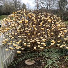 Load image into Gallery viewer, Edgeworthia papyrifera Yellow Daphne