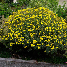 Load image into Gallery viewer, Euryops Elite Little Sunray