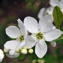 Load image into Gallery viewer, Exochorda racemosa