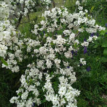 Load image into Gallery viewer, Exochorda racemosa