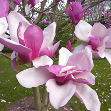 Load image into Gallery viewer, Magnolia lilliflora x sprengrei Galaxy
