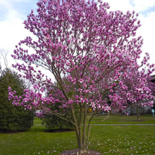 Load image into Gallery viewer, Magnolia lilliflora x sprengrei Galaxy