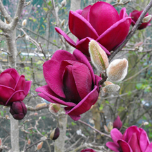Load image into Gallery viewer, Magnolia hybrid Genie