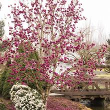 Load image into Gallery viewer, Magnolia hybrid Genie