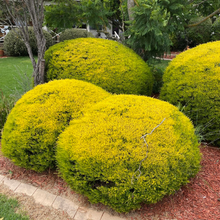 Load image into Gallery viewer, Coleonema Elite Golden Diosma