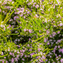 Load image into Gallery viewer, Coleonema Elite Golden Diosma