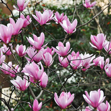 Load image into Gallery viewer, Magnolia Heaven Scent
