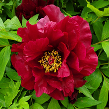Load image into Gallery viewer, Peony Tree Hephestos