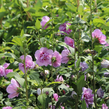 Load image into Gallery viewer, Hibiscus syriacus Mauve