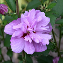Load image into Gallery viewer, Hibiscus syriacus Mauve