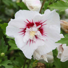 Load image into Gallery viewer, Hibiscus syriacus White/red