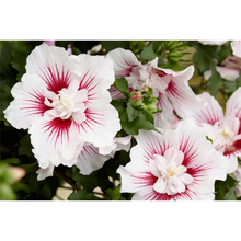 Load image into Gallery viewer, Hibiscus syriacus White/red