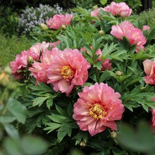 Load image into Gallery viewer, Peony Itoh Hillary