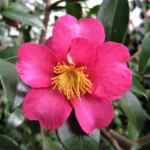 Load image into Gallery viewer, Camellia sasanqua Hiryu