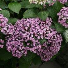 Load image into Gallery viewer, Hydrangea macrophylia Ayesha