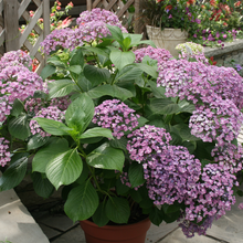 Load image into Gallery viewer, Hydrangea macrophylia Ayesha