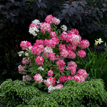 Load image into Gallery viewer, Hydrangea Diamond Rouge