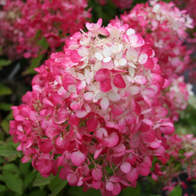 Load image into Gallery viewer, Hydrangea Diamond Rouge