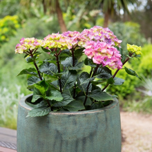 Load image into Gallery viewer, Hydrangea Storm Cloud