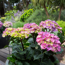 Load image into Gallery viewer, Hydrangea Storm Cloud