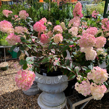 Load image into Gallery viewer, Hydrangea Sundae Fraise