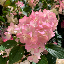 Load image into Gallery viewer, Hydrangea Sundae Fraise